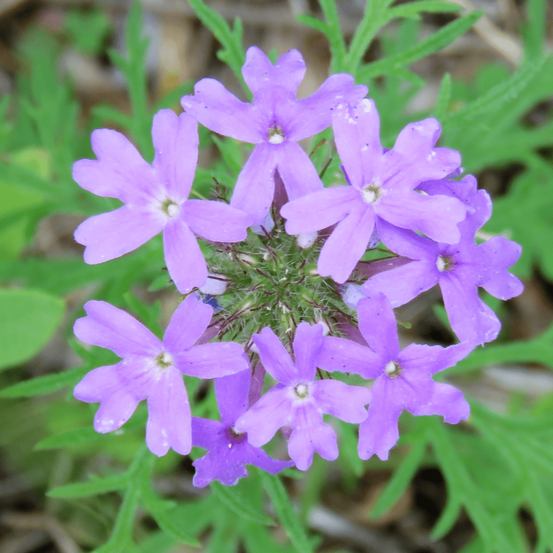 Close-up of Gooding's Verbena (Glandularia gooddingii) bright pink-purple flower cluster with finely cut green foliage