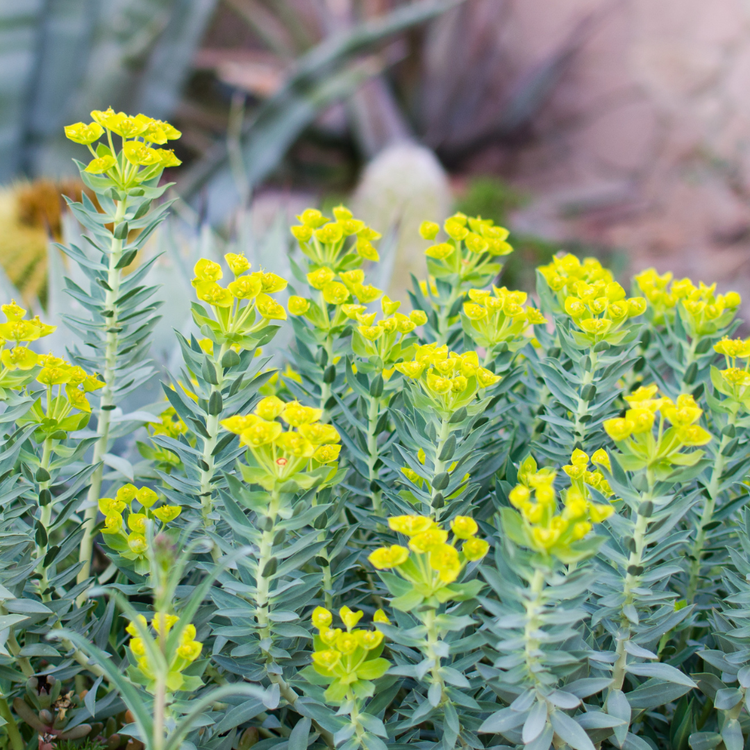 Gopher Plant