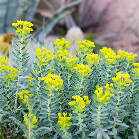Gopher Plant