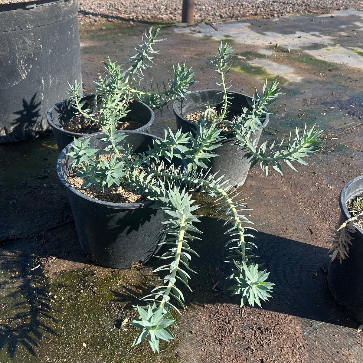 5 gallon Gopher Plant (Euphorbia rigida) in nursery pots on concrete — Phoenix, AZ