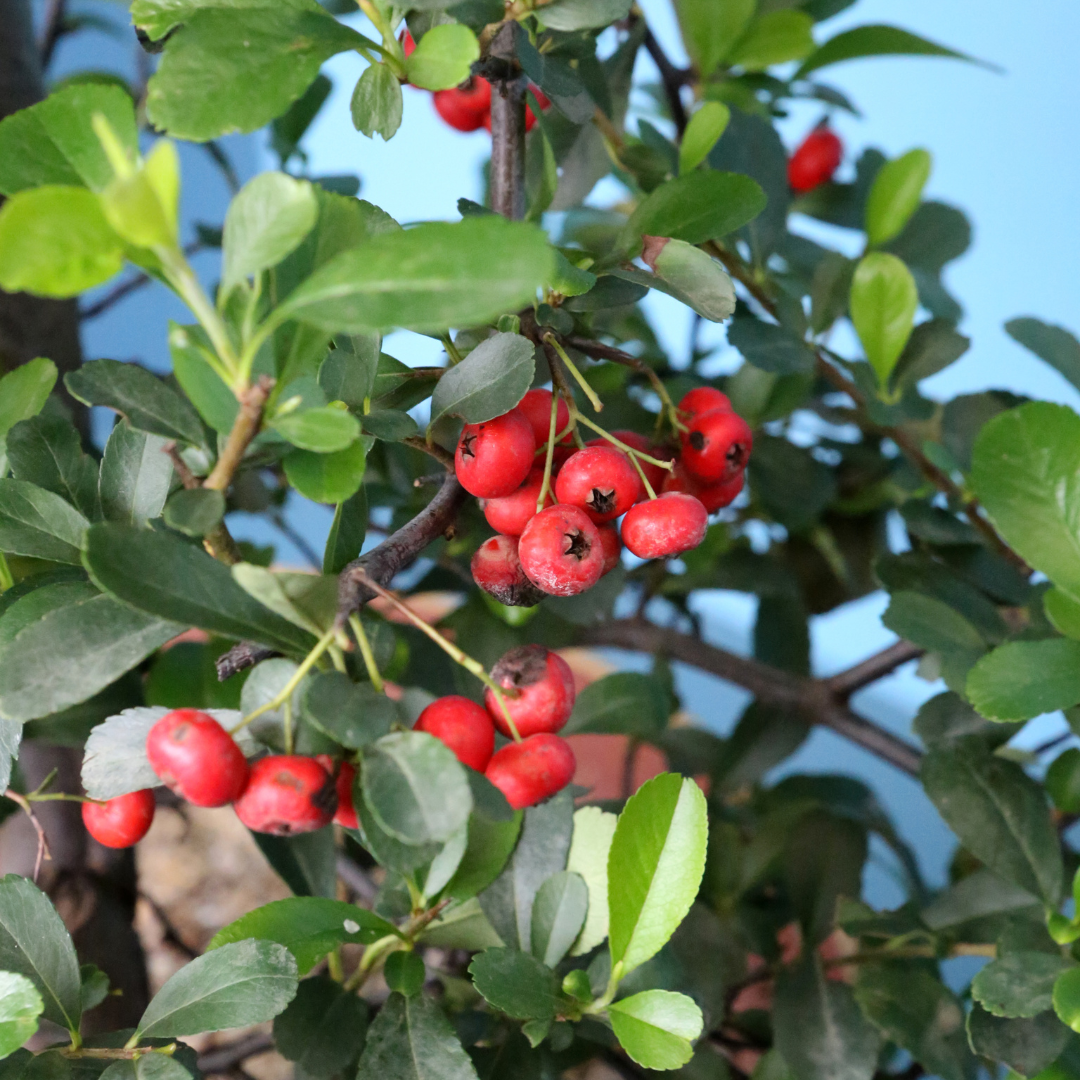 Pyracantha Staked (Pyracantha fortuneana) with red-orange berries and glossy green foliage — Phoenix, AZ