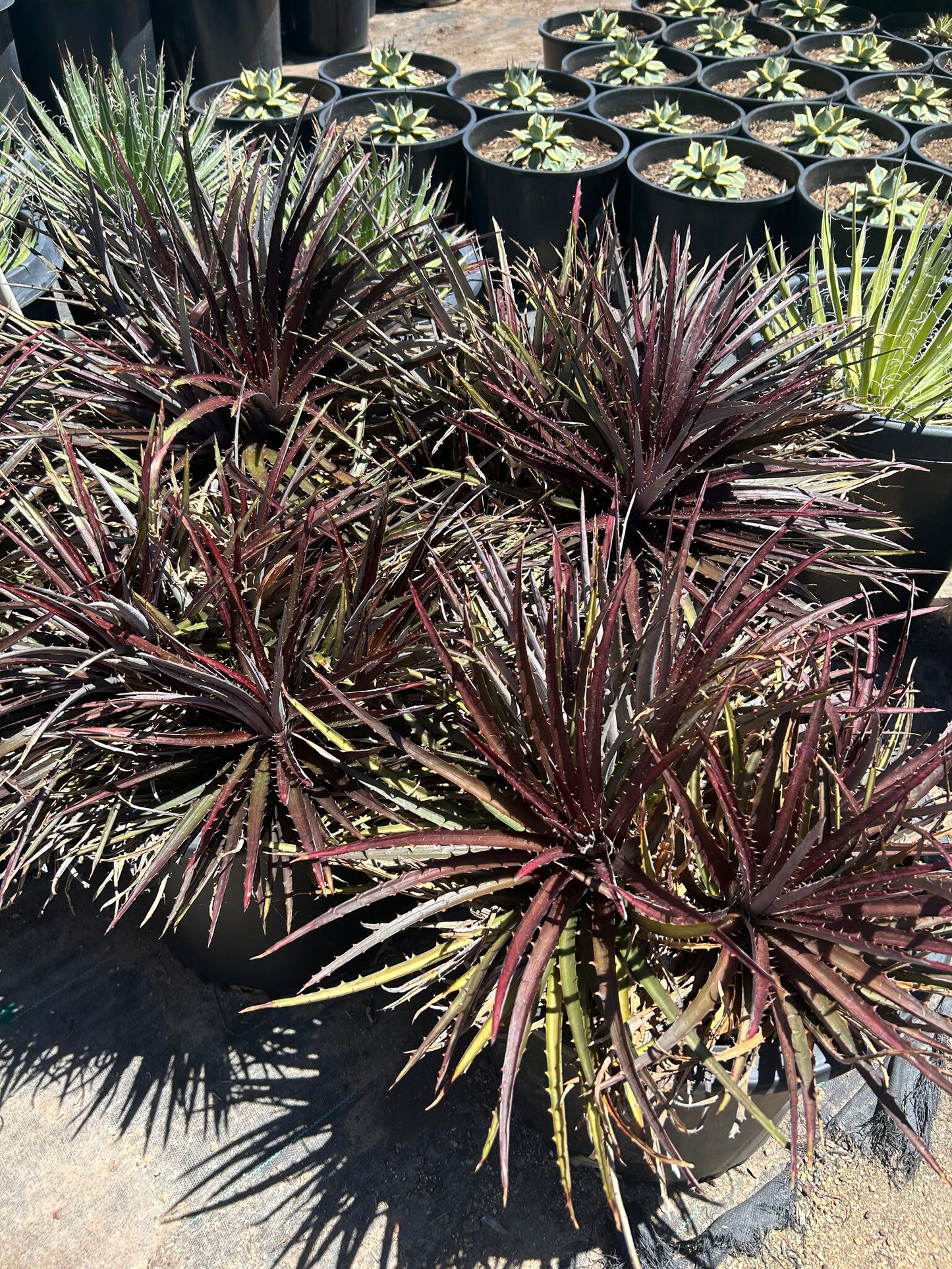 Grape Jelly Dyckia