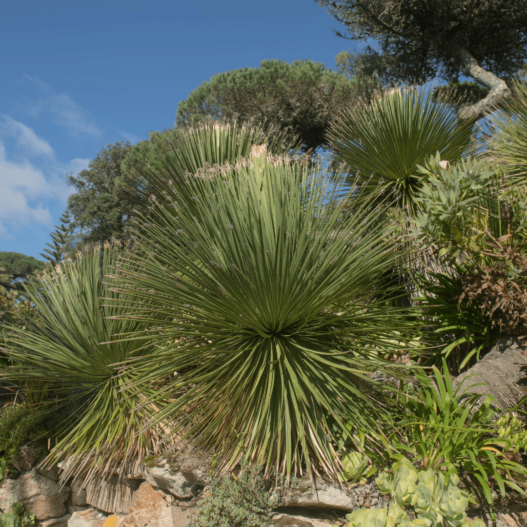 Green Desert Spoon (Dasylirion acrotrichum) showing bold symmetrical rosette of green leaves in rocky garden — Phoenix, AZ
