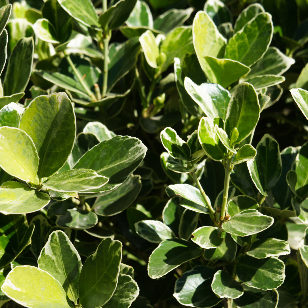 Green Euonymus shrub with dense glossy evergreen foliage for privacy hedges — Phoenix, AZ