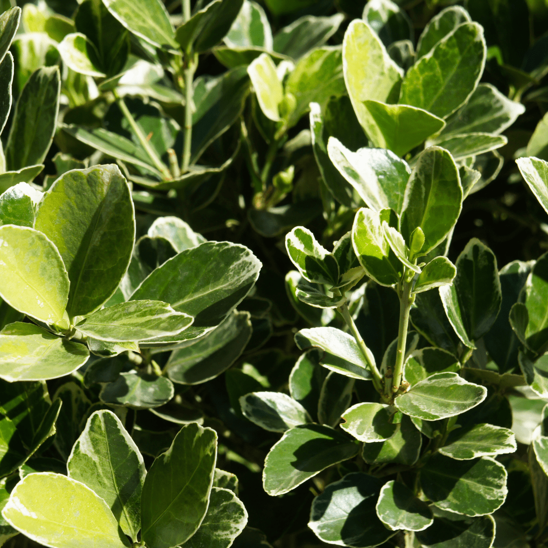 Green Euonymus shrub with dense glossy evergreen foliage for privacy hedges — Phoenix, AZ
