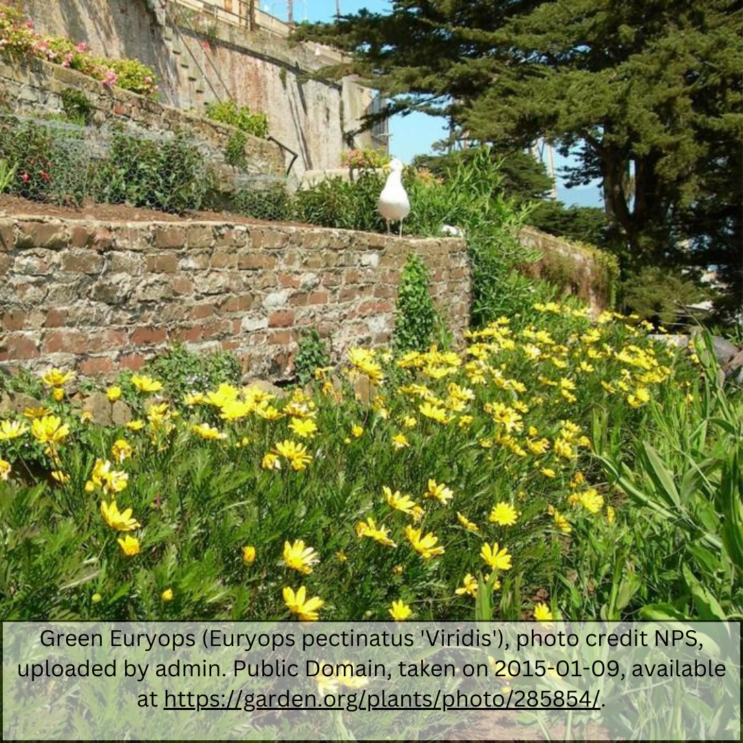 Green Euryops Daisy (Euryops pectinatus) yellow flowering shrub in landscape with stone wall — Phoenix, AZ