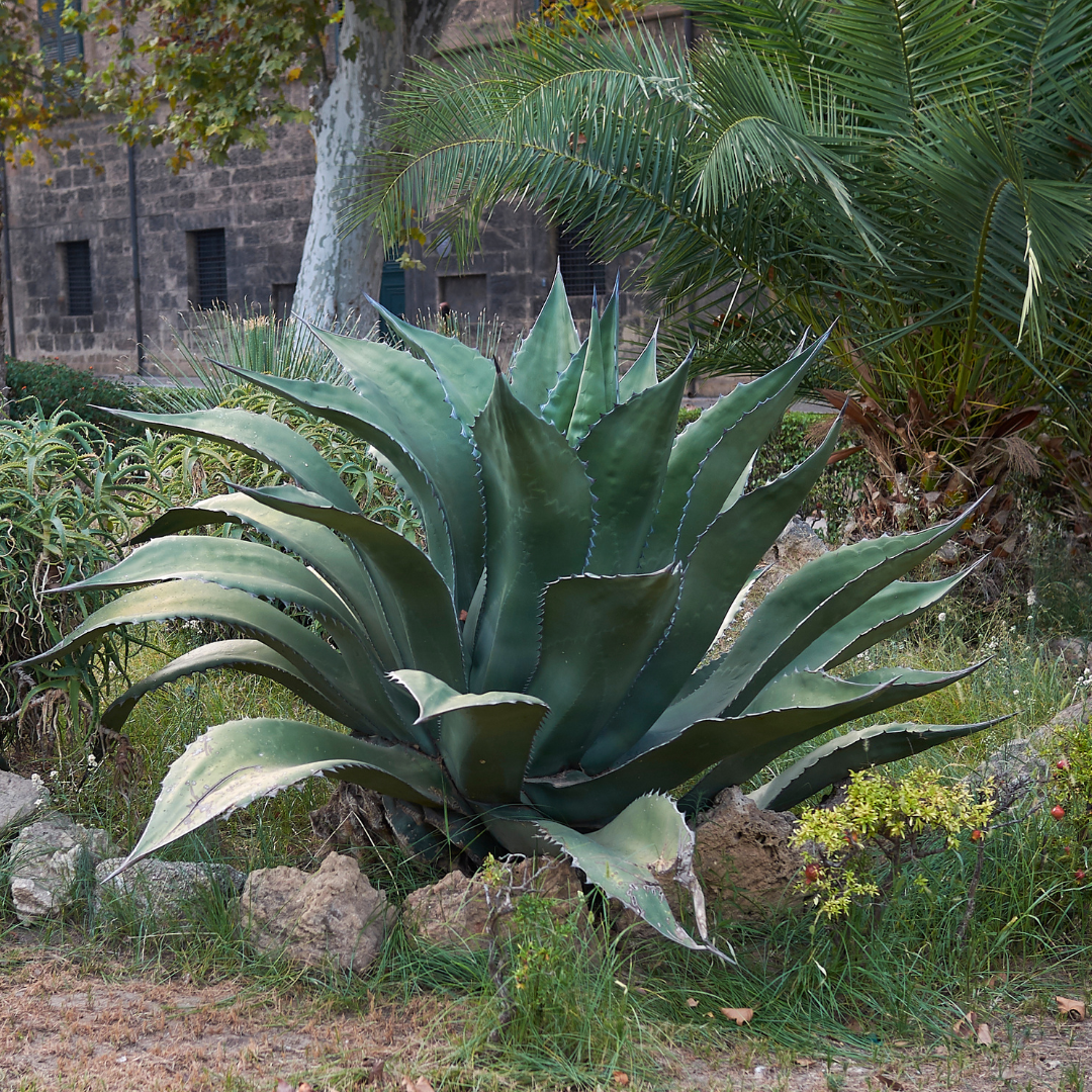 Green Giant Agave (Agave salmiana) massive rosette in desert landscape with palms — Phoenix, AZ