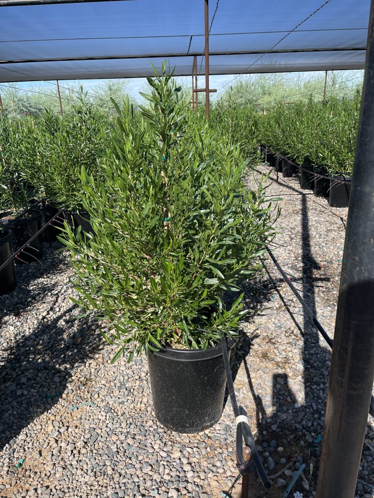 15 gallon Green Hopseed Bush in Phoenix nursery greenhouse with drip irrigation system