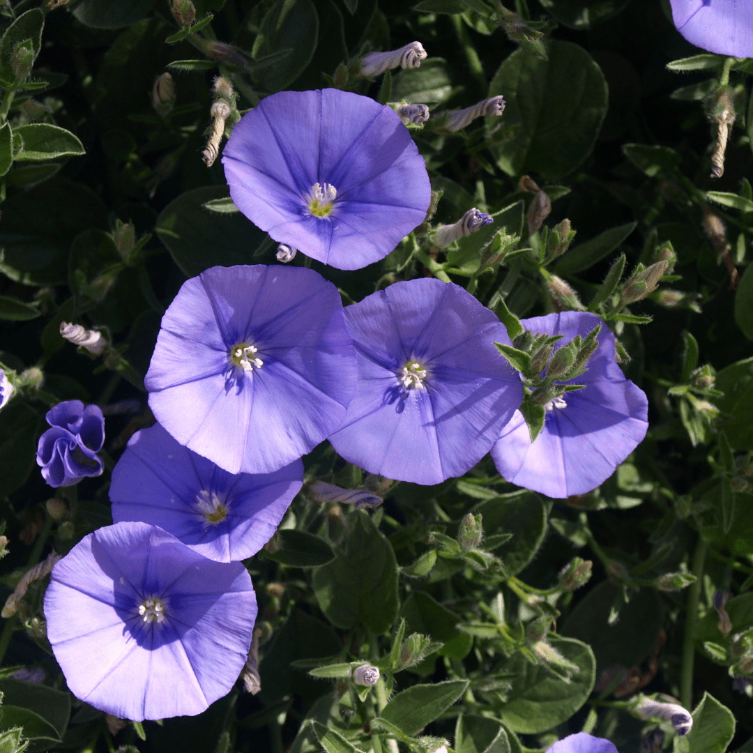 Ground Morning Glory (Convolvulus sabatius) blue blooms trailing groundcover — Phoenix, AZ