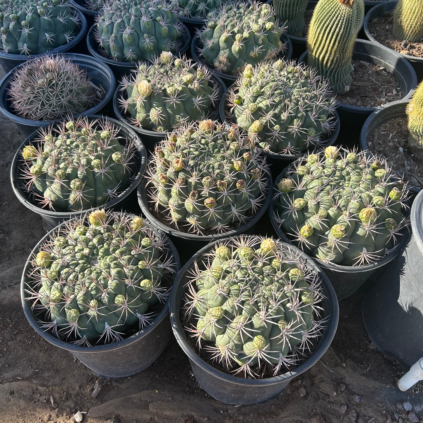 5 gallon Gymnocalycium Multiflorum (Gymnocalycium multiflorum) in nursery pot — Phoenix, AZ