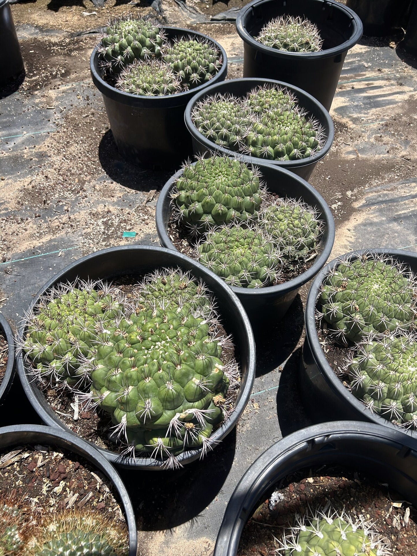 Gymnocalycium saglionis