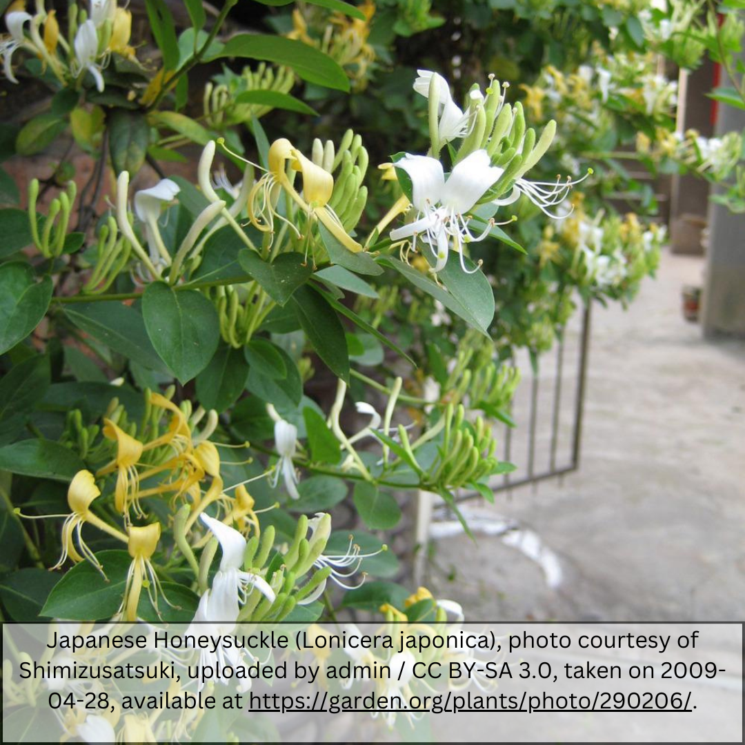 Halls Honeysuckle (Lonicera japonica) vine growing on trellis with white and yellow blooms — Phoenix, AZ