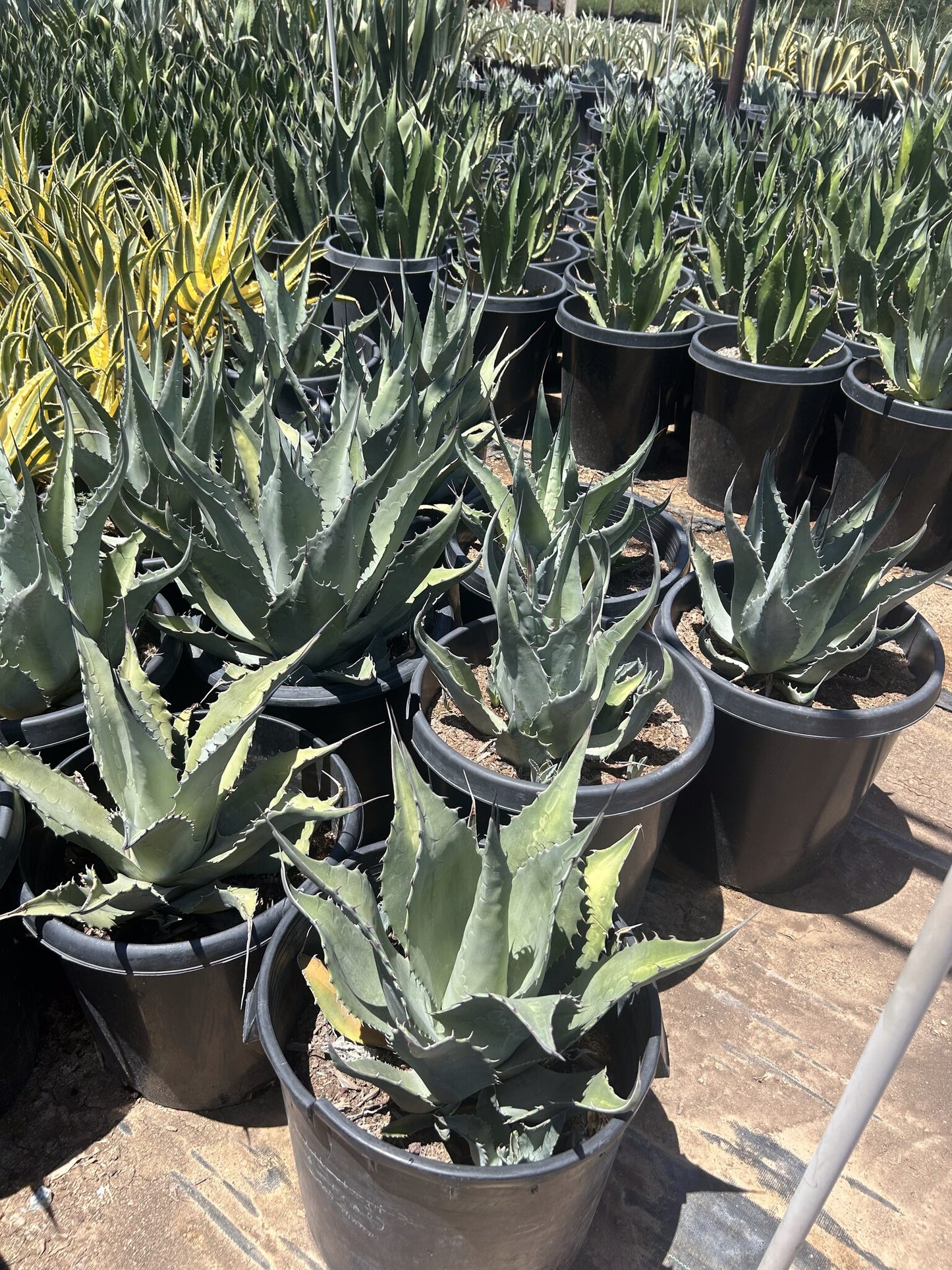 Havard's Century Plant