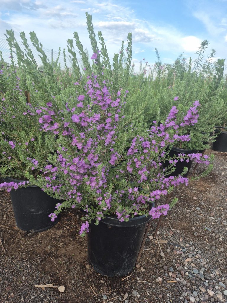 15 gallon Heavenly Cloud Sage (Leucophyllum frutescens) blooming in nursery — Phoenix, AZ