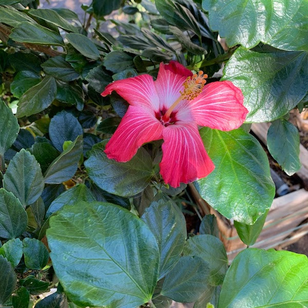 Pink Hibiscus Patio Tree
