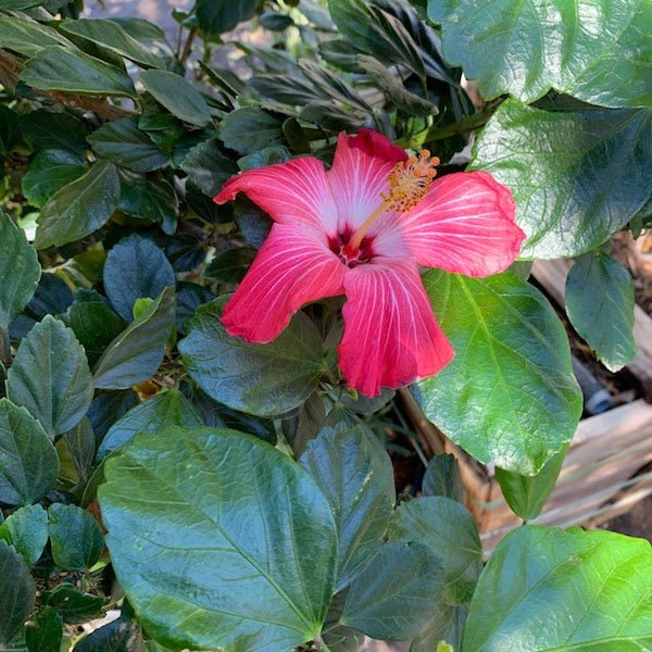 Pink Hibiscus Patio Tree with braided trunk and pink blooms at Three Timbers nursery — Phoenix, AZ