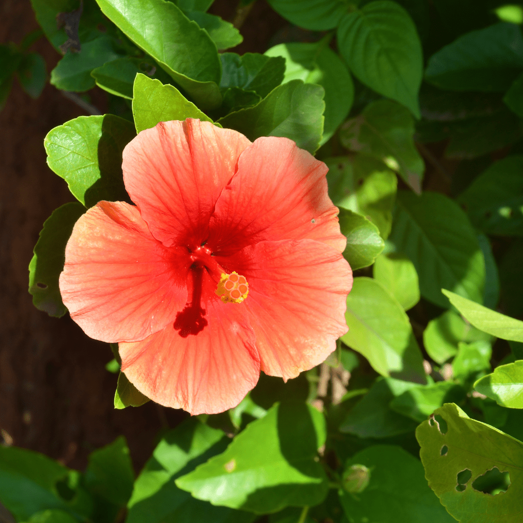 Florida Sunset Hibiscus (Hibiscus rosa-sinensis) close-up orange-red tropical bloom with glossy foliage — Phoenix, AZ