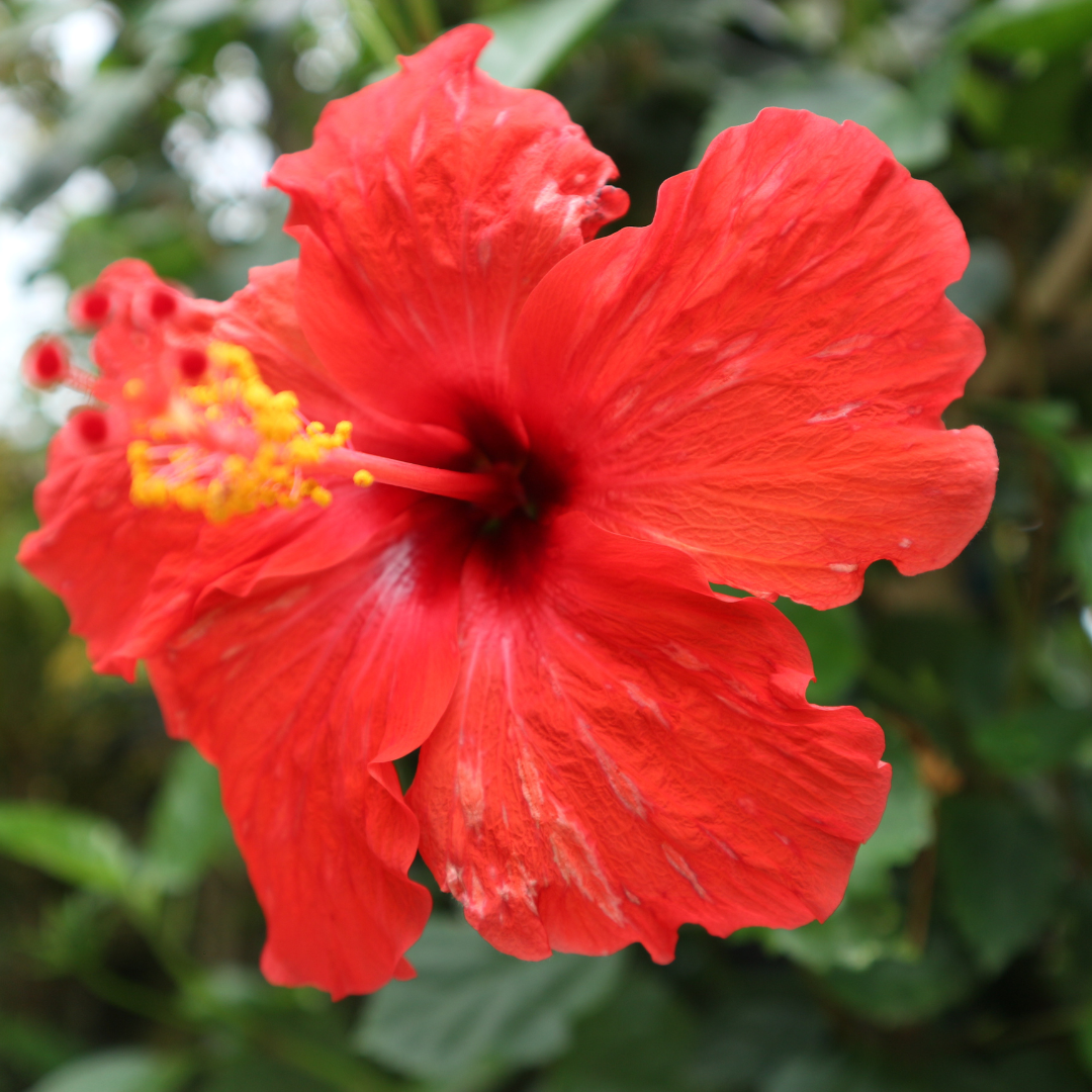 Hibiscus Red