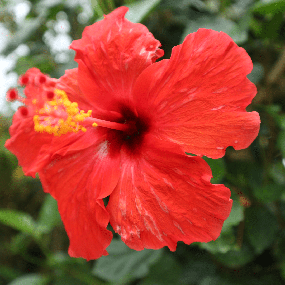 Close-up of Red Hibiscus (Hibiscus rosa-sinensis) bloom with yellow stamen — Phoenix, AZ