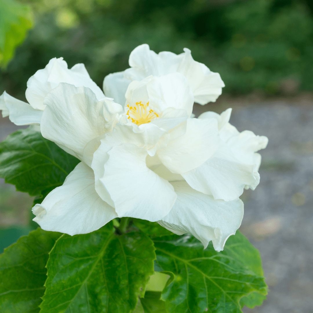 White Hibiscus (Hibiscus rosa-sinensis) pure white flower with yellow stamen close-up — Phoenix, AZ