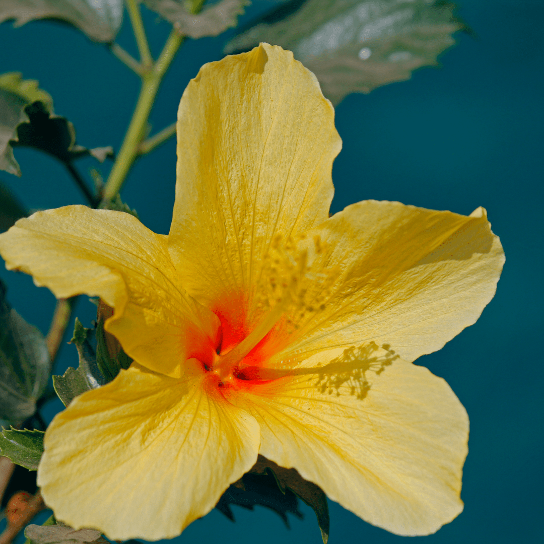 Yellow Hibiscus (Hibiscus rosa-sinensis) large bright yellow bloom with red center — Phoenix, AZ