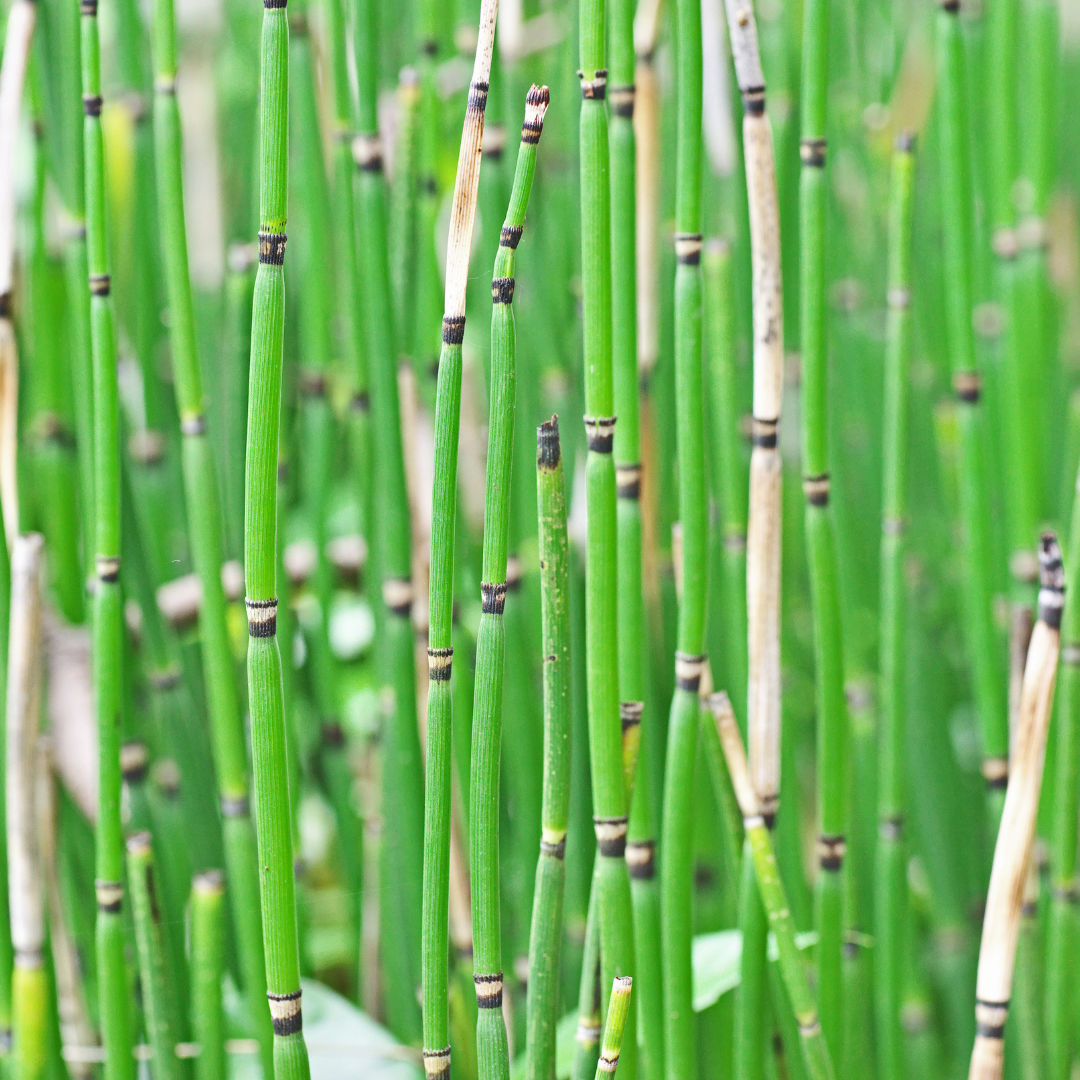 grow horsetail plant in pots Buy Horsetail Reed Phoenix, AZ | Equisetum hyemale