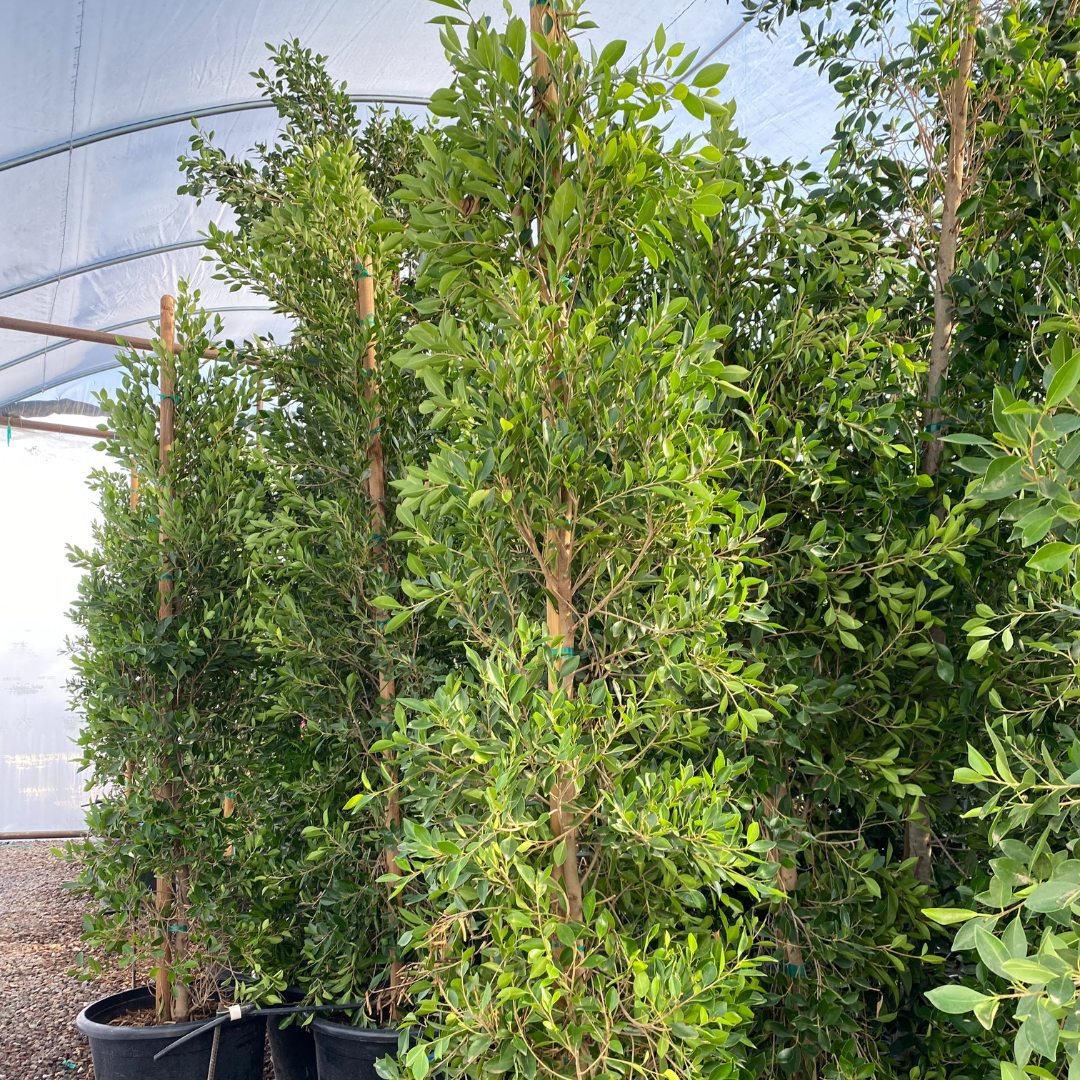 Indian Laurel Fig (Ficus)