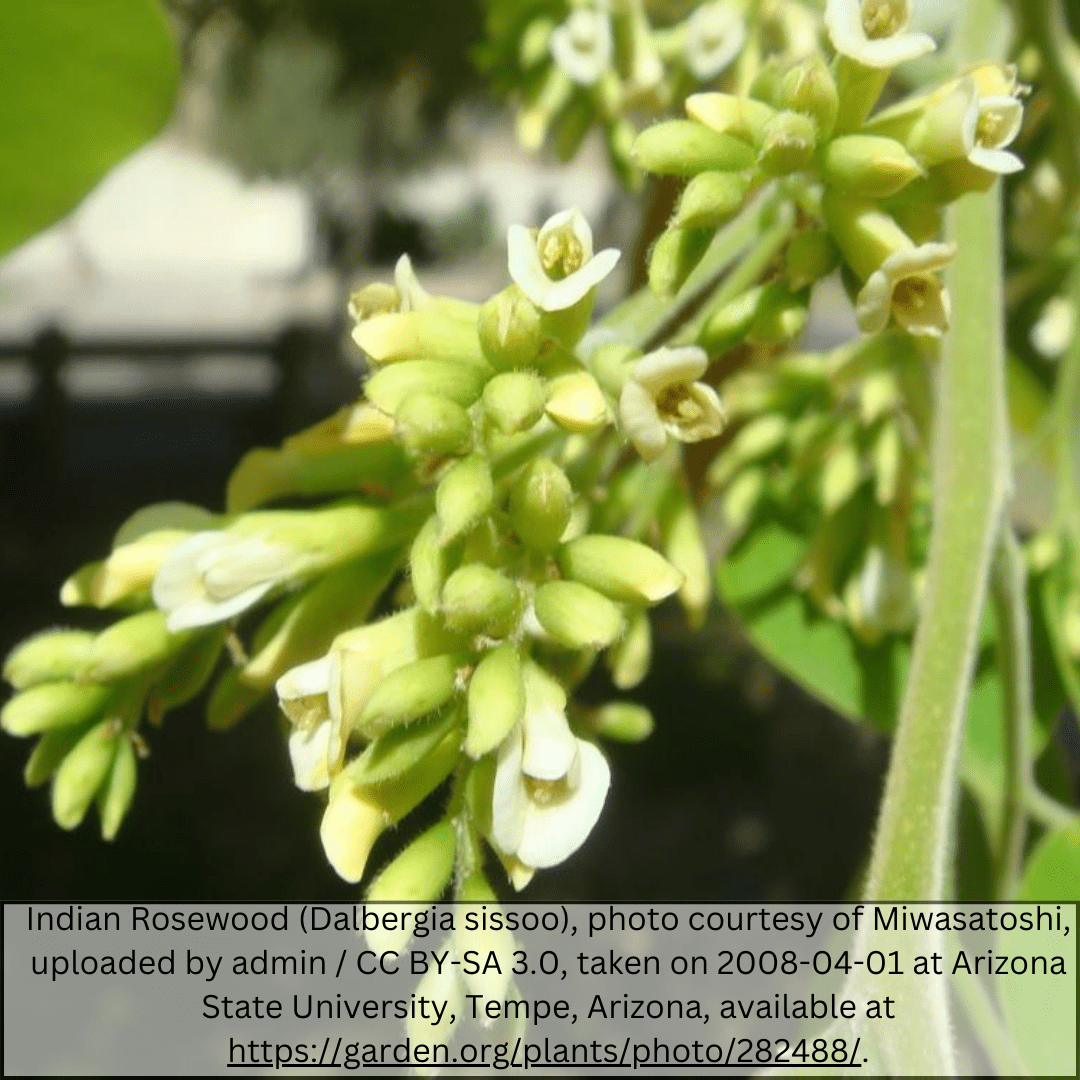 Indian Rosewood Sissoo Tree (Dalbergia sissoo) flower cluster close-up — Tempe, AZ