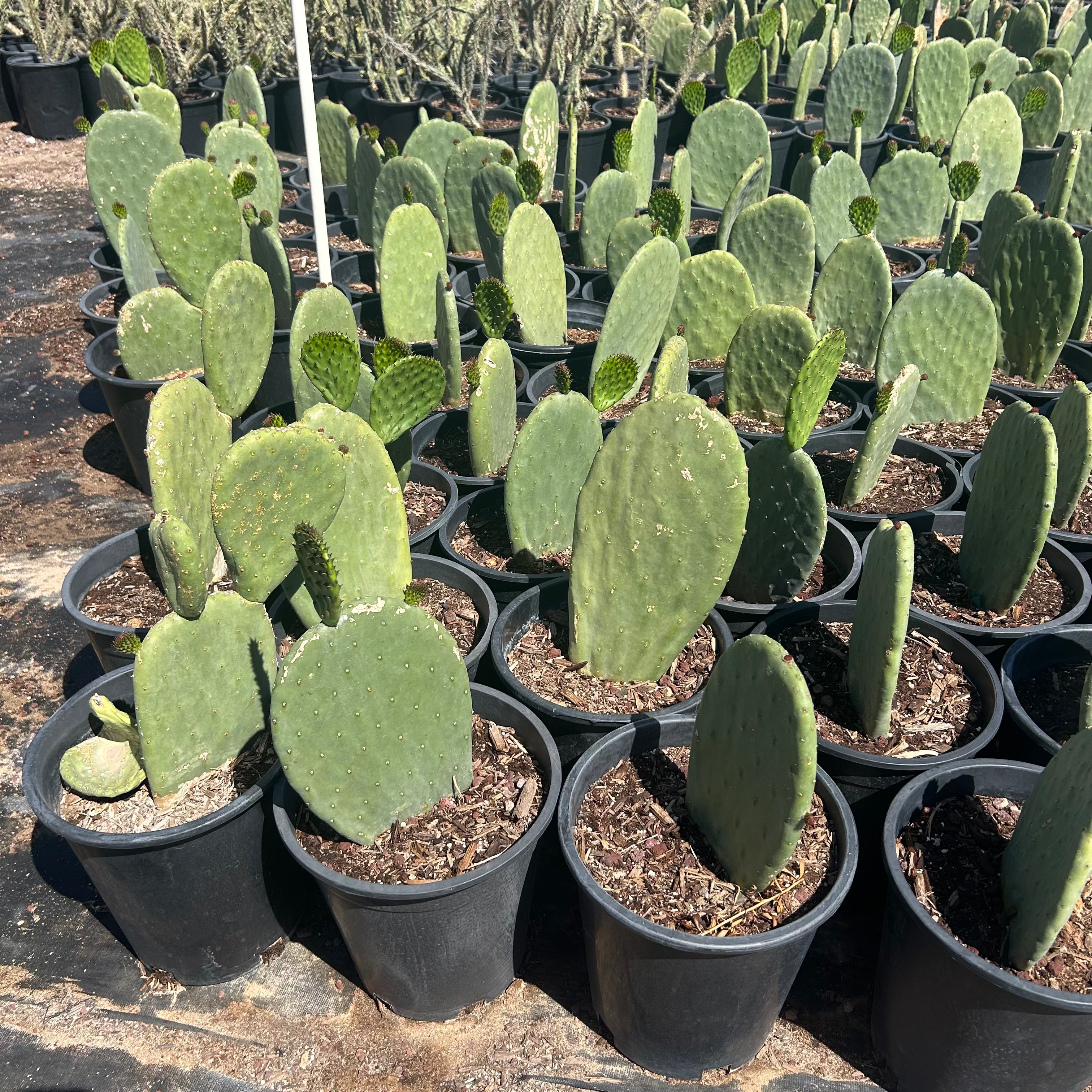 prickly pear cactus indiana Buy Indian Fig Prickly Pear Phoenix, AZ | Opuntia