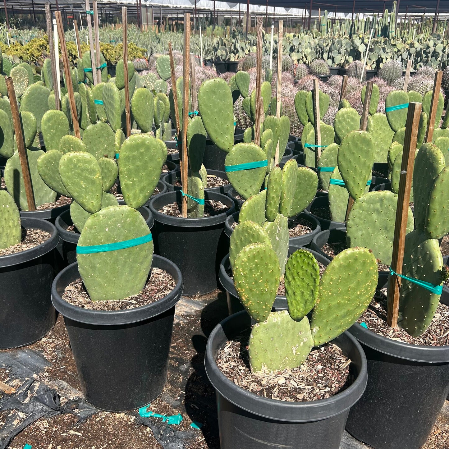 Indian Fig Prickly Pear