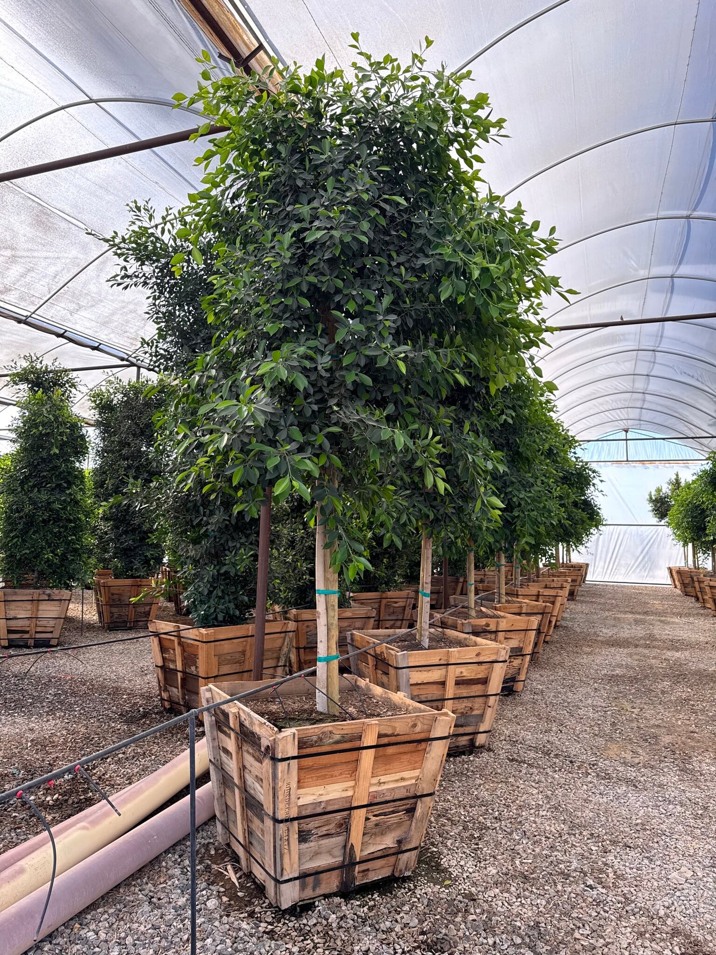 Indian Laurel Ficus Tree - 36in