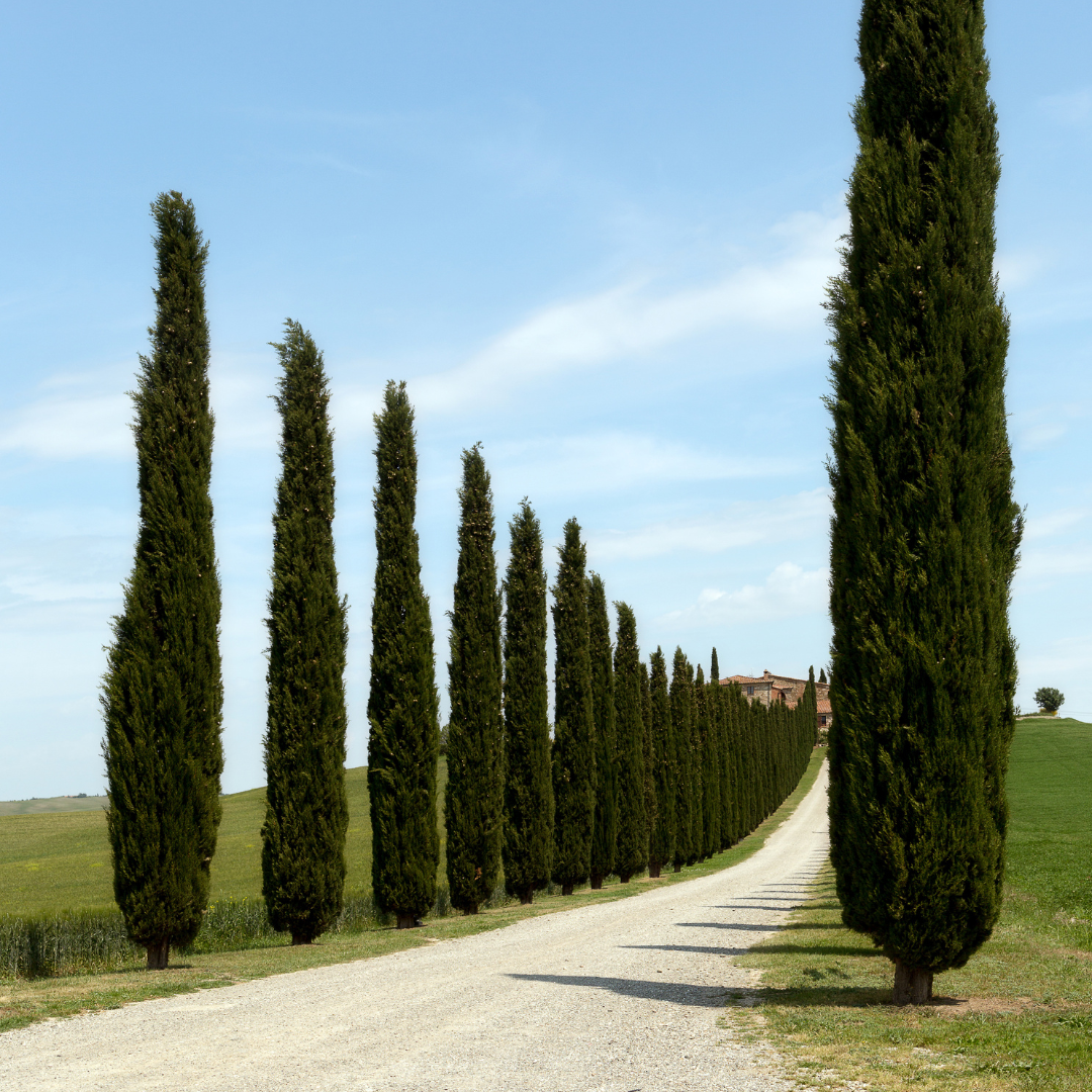 Italian Cypress