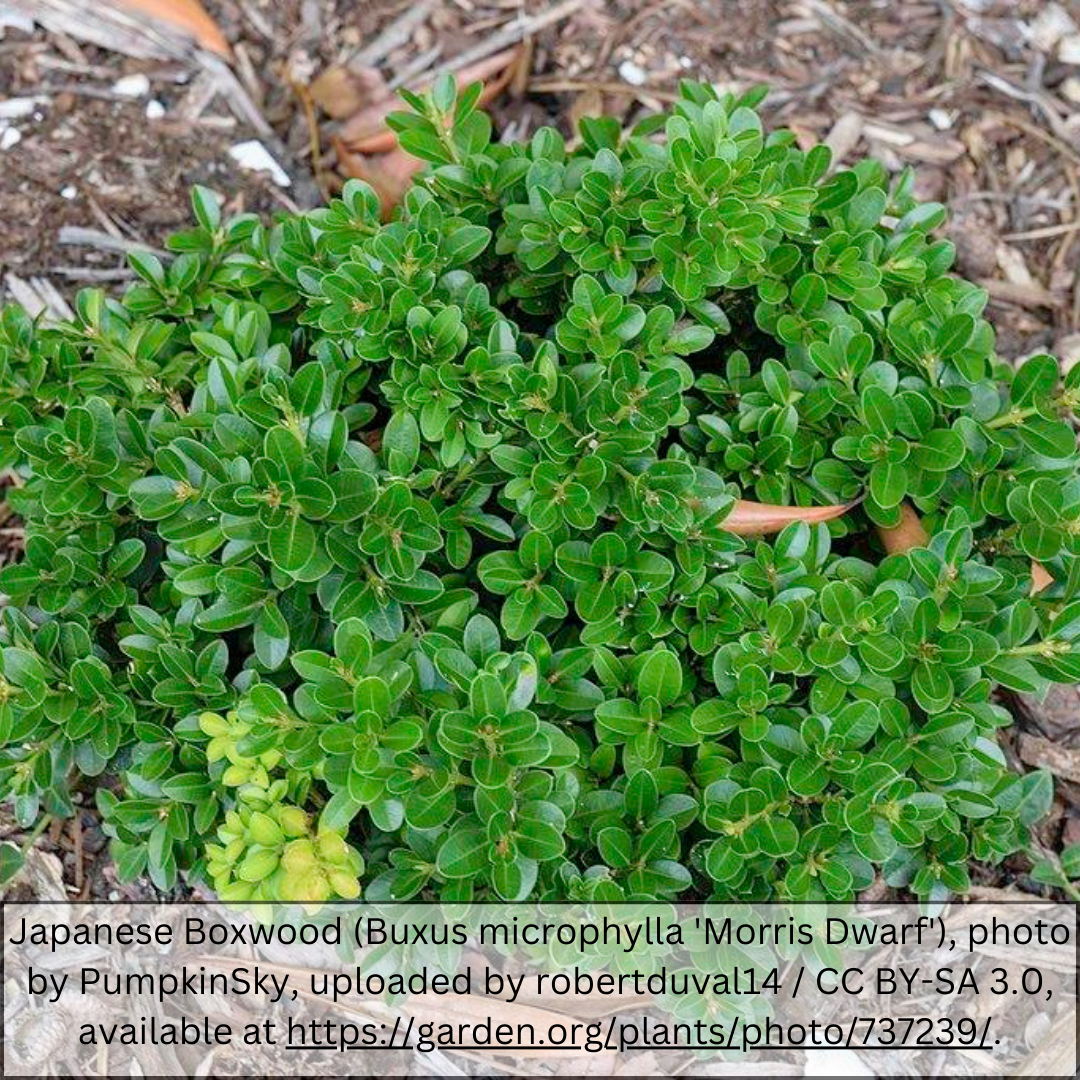 Japanese Boxwood (Buxus microphylla japonica) hedge shrub in nursery — Phoenix, AZ