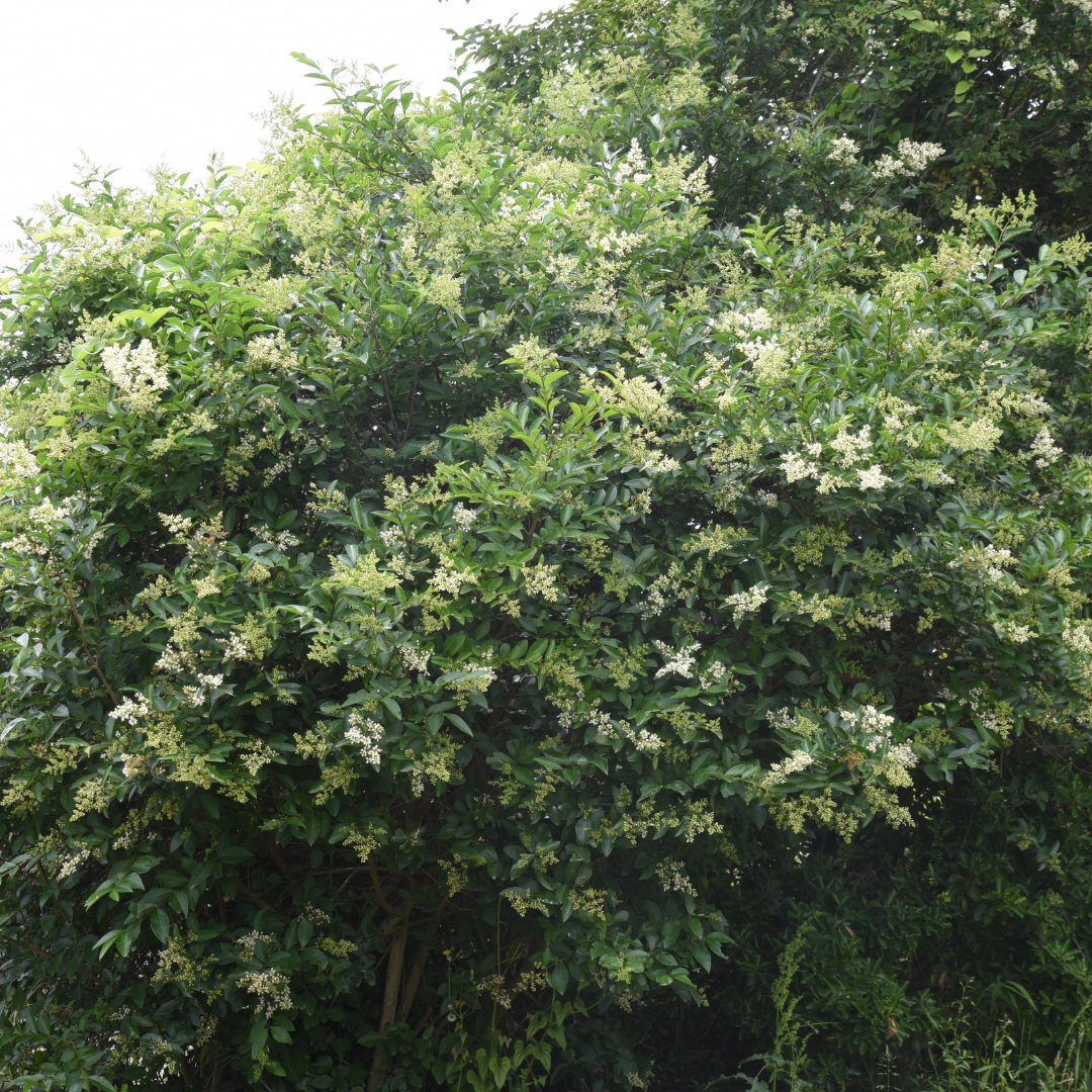 Japanese Privet Tree