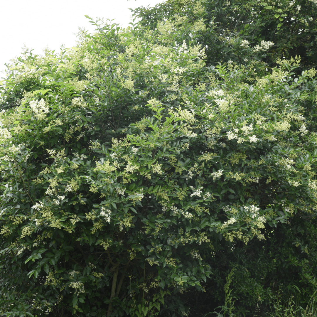 Japanese Privet Tree (Ligustrum japonicum) with white flowers and glossy foliage — Phoenix, AZ
