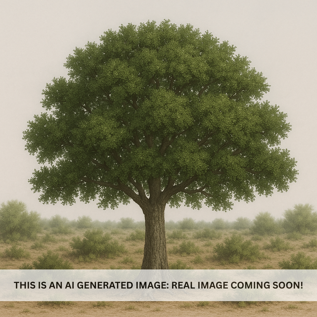 Joan Lionetti Texas Live Oak