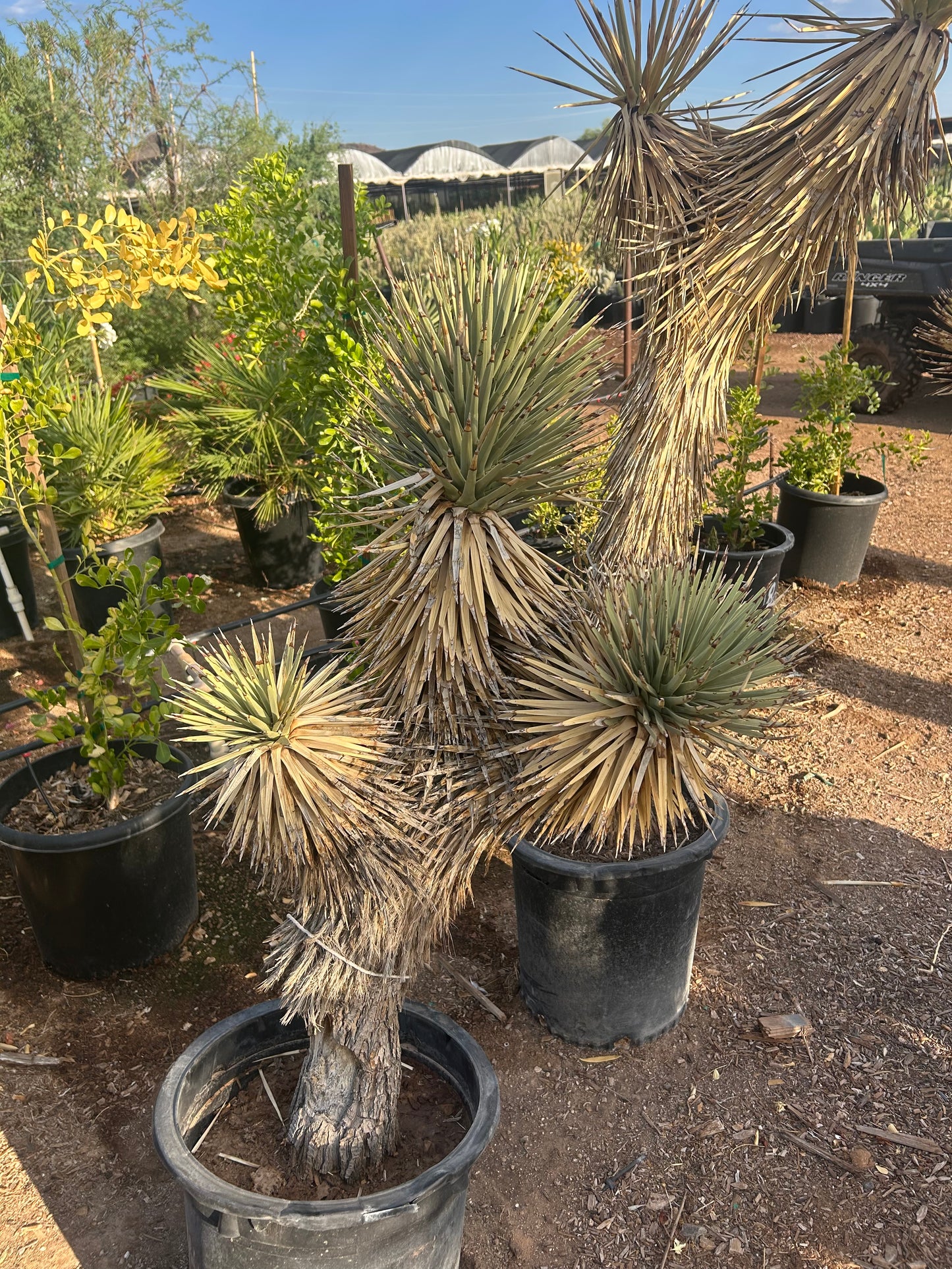 Joshua Tree