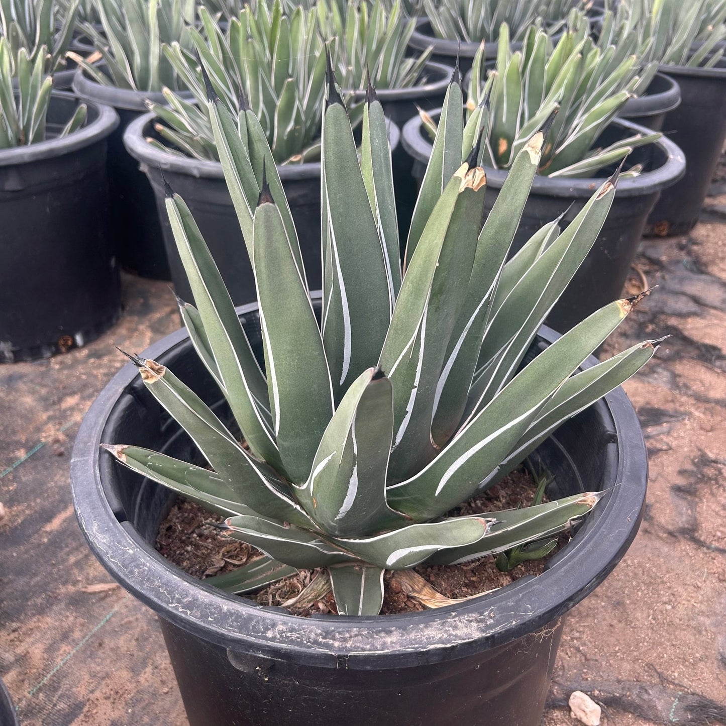 15 gallon King Ferdinand Agave (Agave nickelsiae 'King Ferdinand') in nursery pot — Phoenix, AZ
