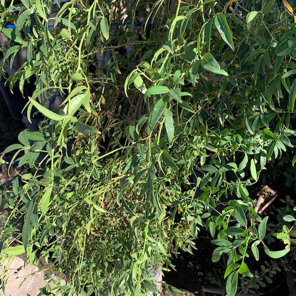 Lady Banks Rose White (Rosa banksiae) foliage in nursery pot — Phoenix, AZ
