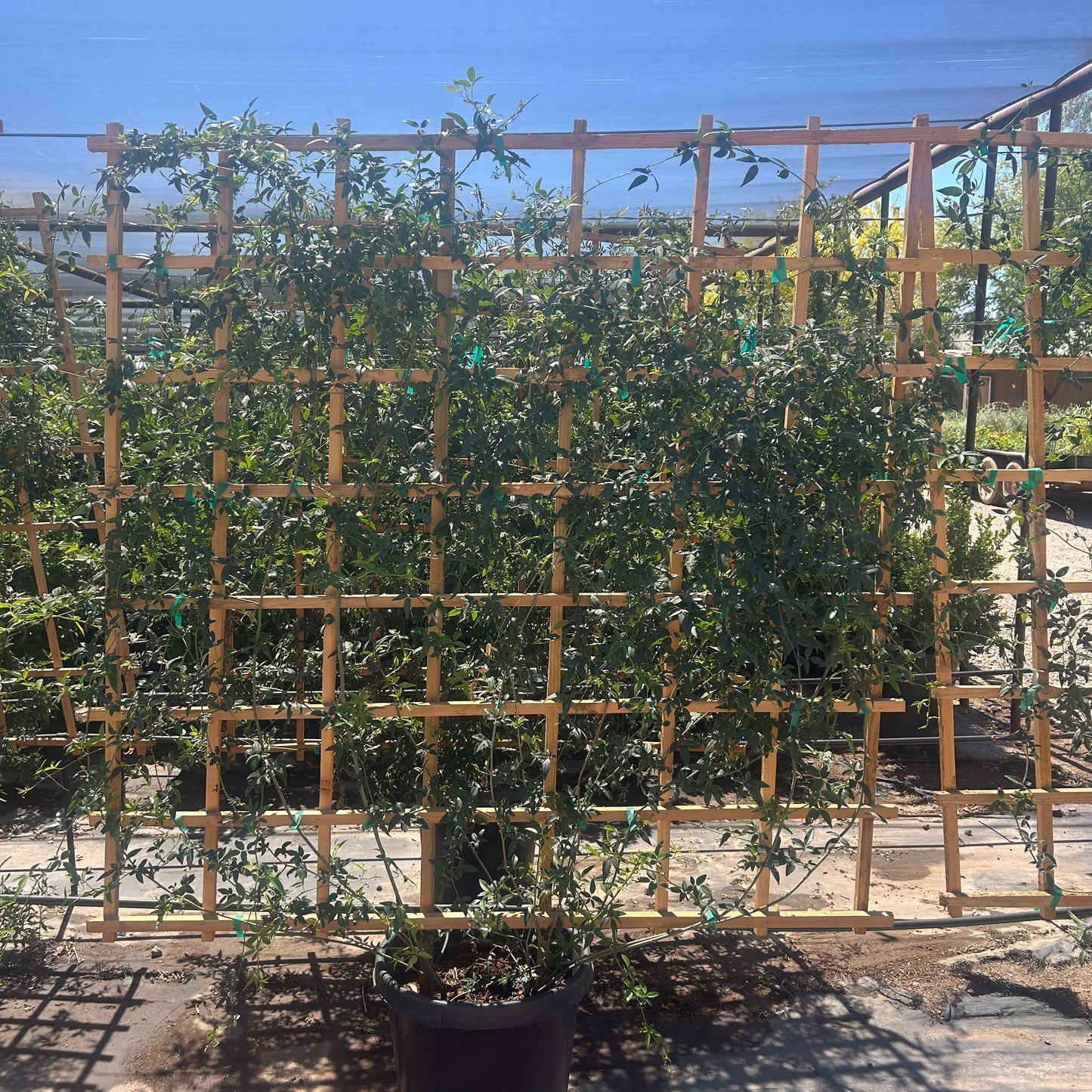 15 gallon Lady Banks Rose White Espalier (Rosa banksiae) trained on wooden trellis in nursery — Phoenix, AZ