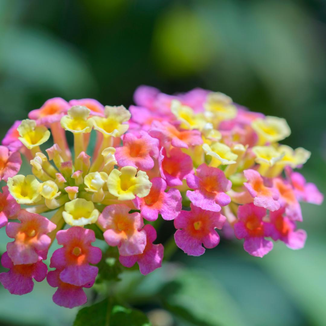 Christine Lantana