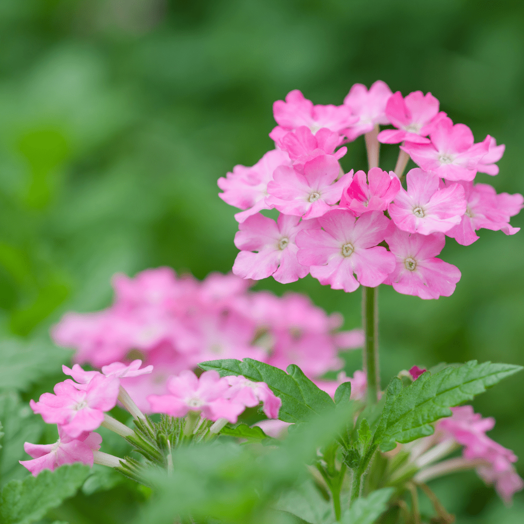 Rose Pink Lantana (Lantana camara) vibrant pink flower clusters with green foliage — Phoenix, AZ