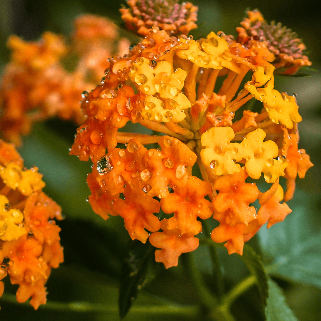Close-up of Radiation Lantana flower clusters showing multicolored orange and red blooms attracting pollinators