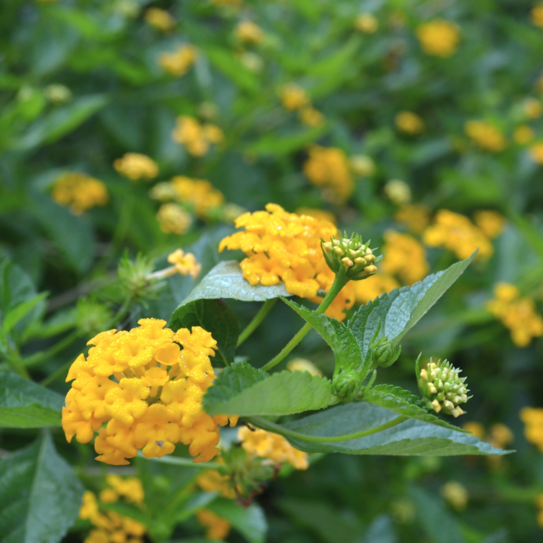 Gold Mound Lantana (Lantana camara) yellow flowering groundcover plant — Phoenix, AZ