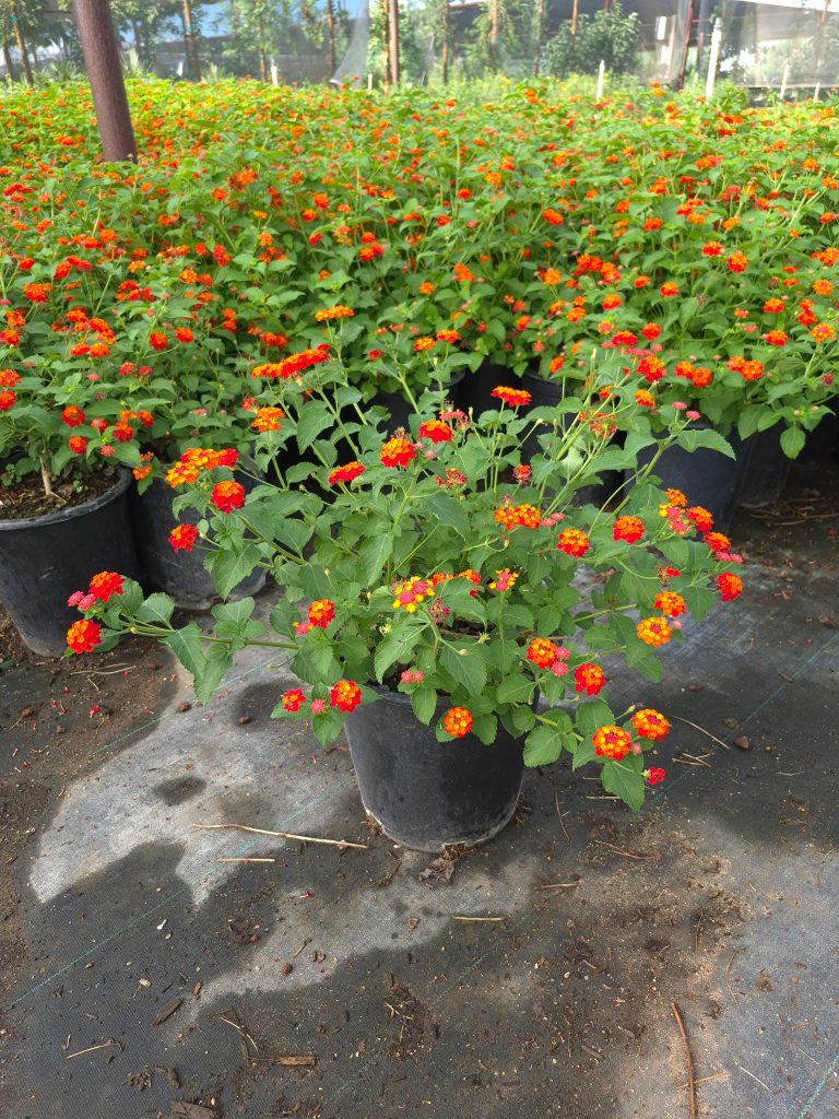 5 gallon Dallas Red Lantana (Lantana camara) nursery pot Phoenix AZ
