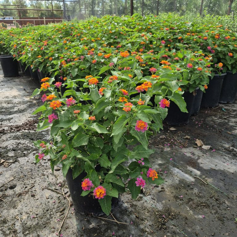 Irene Lantana