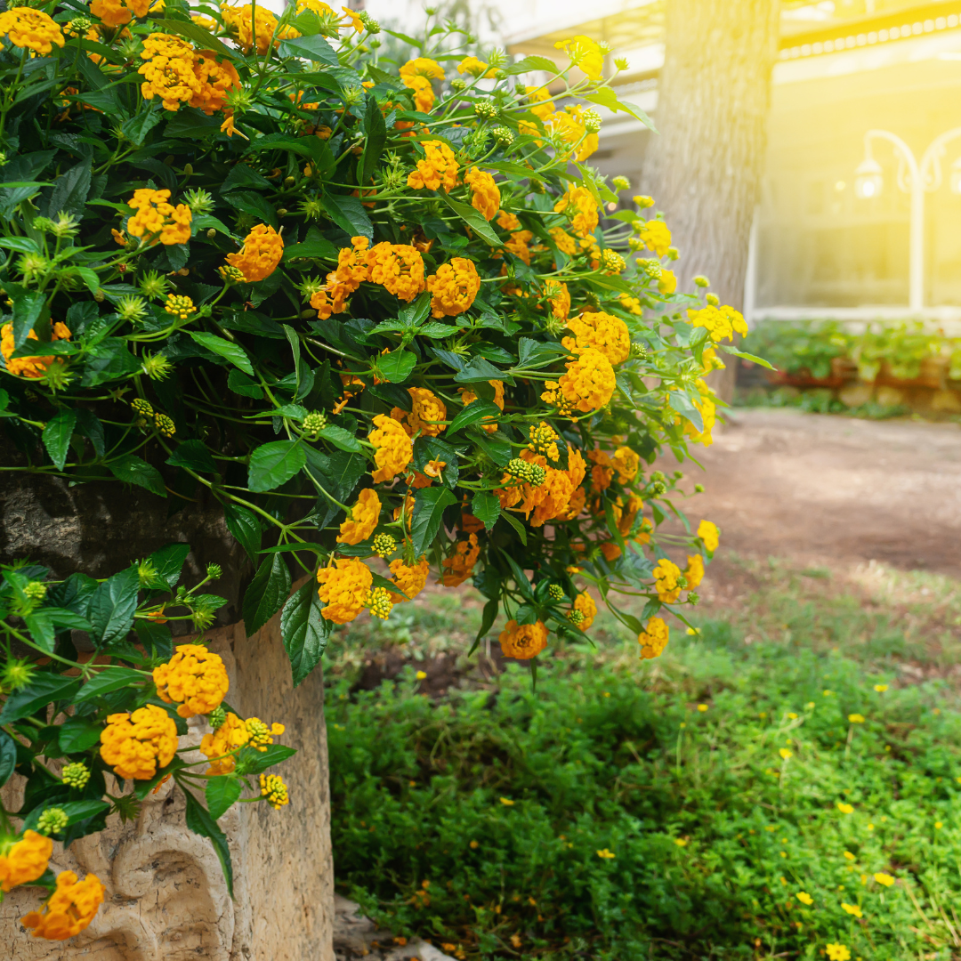 Yellow Trailing Lantana (Lantana montevidensis) cascading over stone wall with bright yellow flower clusters — Phoenix, AZ