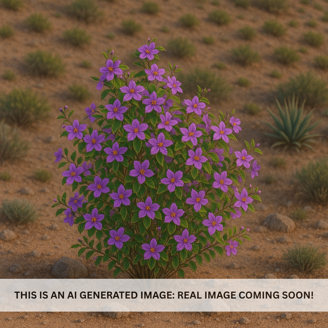 Lavender Starflower