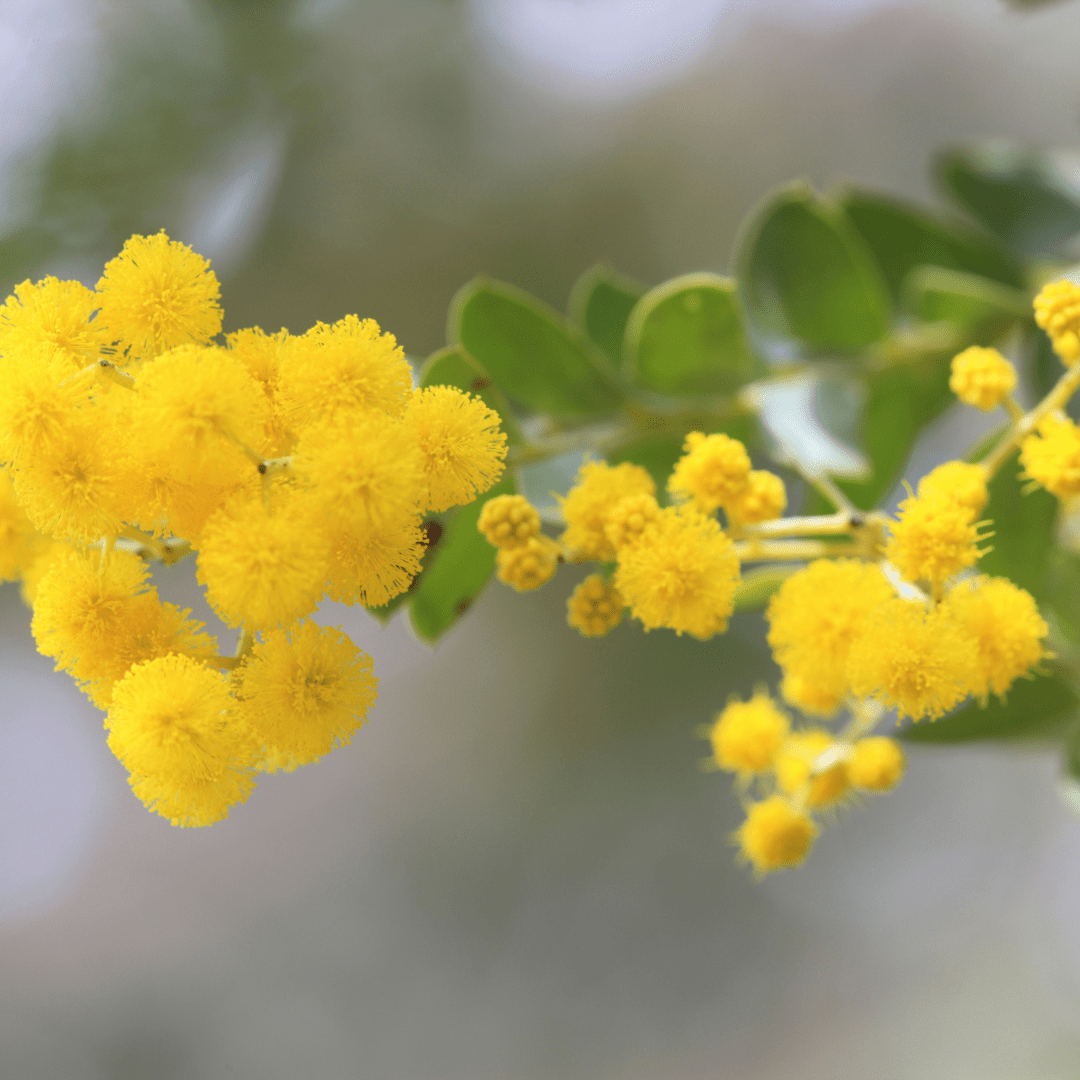 Leatherleaf Acacia (Acacia craspedocarpa) yellow pom-pom blooms close-up with round green foliage — Phoenix, AZ