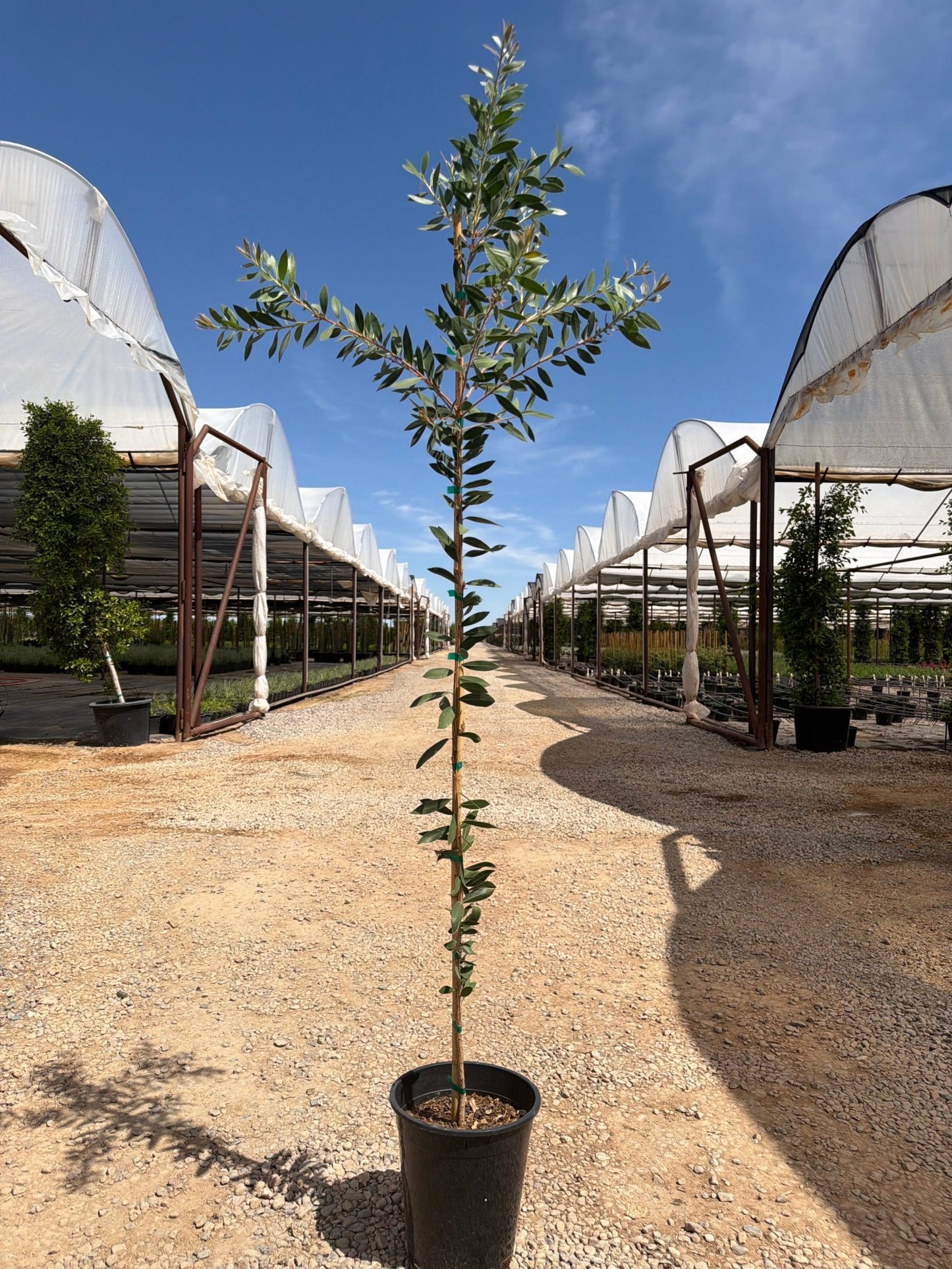 5 gallon Lemon Bottlebrush (Callistemon citrinus) in nursery pot — Phoenix, AZ